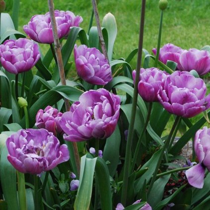 Cibuloviny Tulipan Lilac Perfection