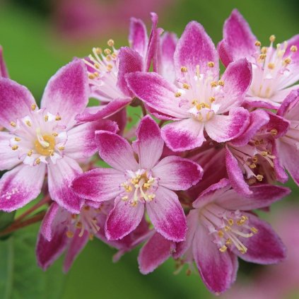 31045 trojpuk hybridny strawberry fields
