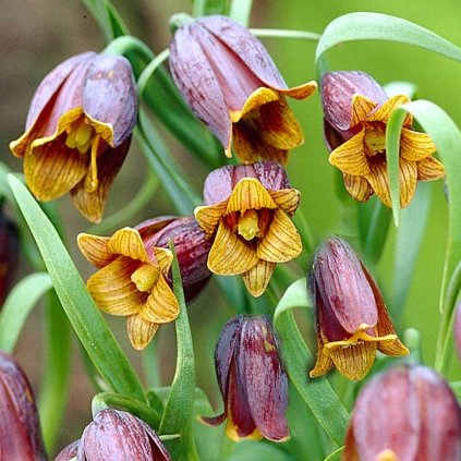 Cibuloviny Korunkovka Fritillaria Uva Vulpis