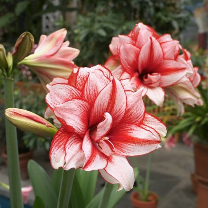 Cibuloviny Amaryllis Double Record