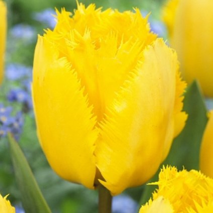 Cibuloviny Tulipan Crispy Mary