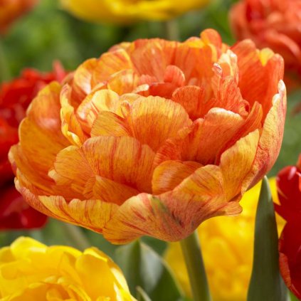 Cibuloviny Tulipan Sunlover