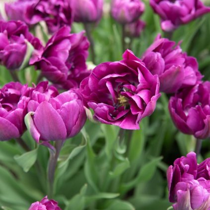 Cibuloviny Tulipan Negrita Double