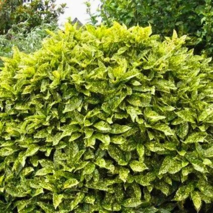 AUKUBA JAPONSKÁ GOLDEN KING