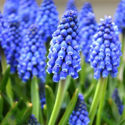Cibuloviny Modrica Muscari Armeniacum
