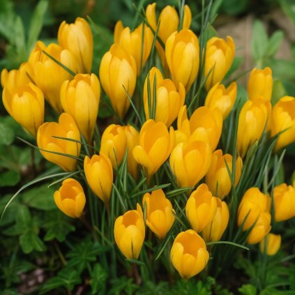 yellow Photoroom