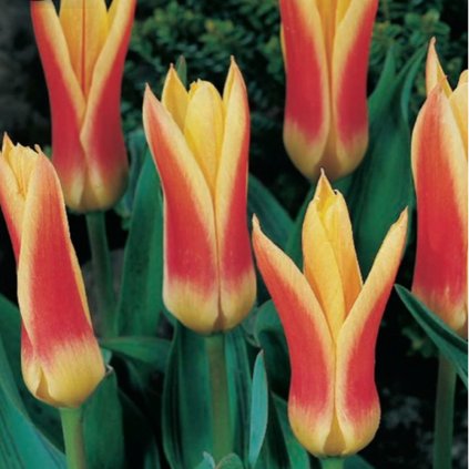 Cibuloviny Tulipan Corona