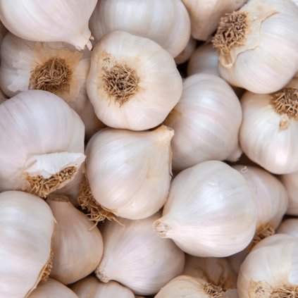 SADBOVÝ CESNAK MESSIDROME NEPALIČÁK Plantex