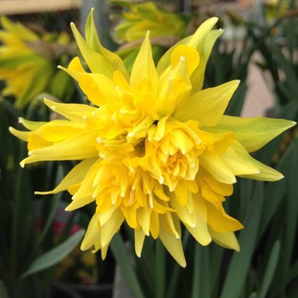 Cibuloviny Narcis Rip van Winkle