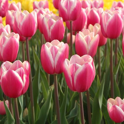 Cibuloviny Tulipan Jumbo Pink
