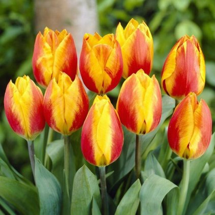 Cibuloviny Tulipan Flair