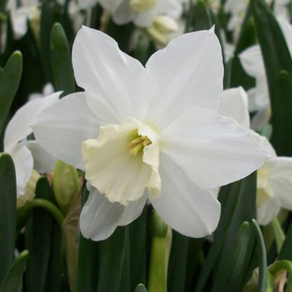 Cibuloviny Narcis Tresamble