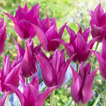 Cibuloviny Tulipan Purple Dream