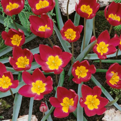 Cibuloviny Tulipan Humilis Odalisque