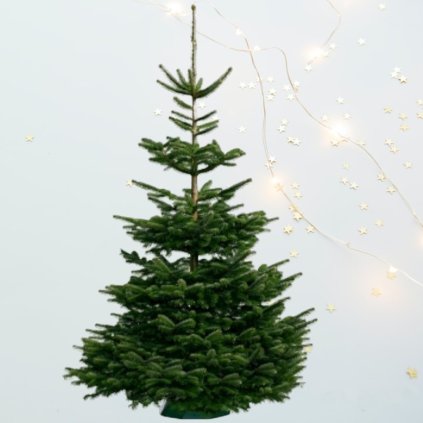 JEDĽA NORDMANNOVA 180 - 240 cm (NATURAL)