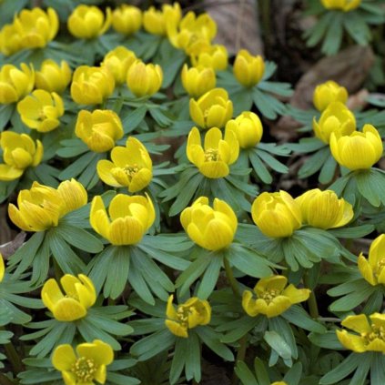 Cibuloviny Eranthis Cilicica