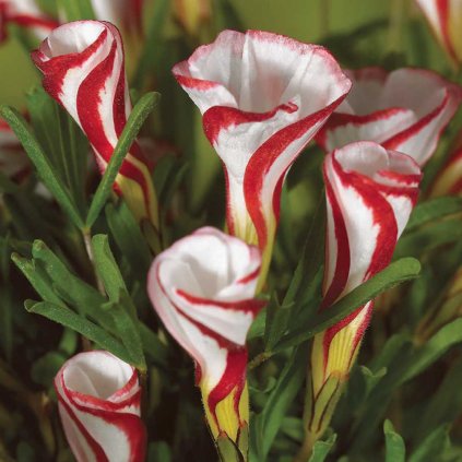 Cibuloviny Oxalis Versicolor