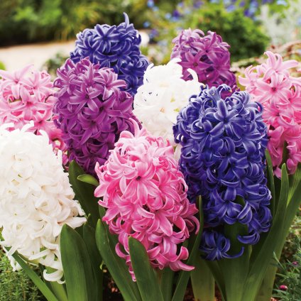 hyacinth mixed pkhyamxd