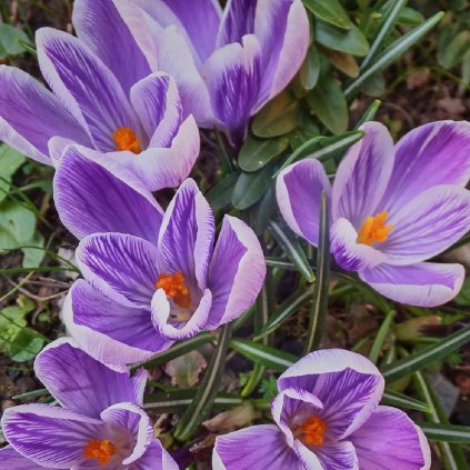 Cibuloviny Krokus King of the Striped
