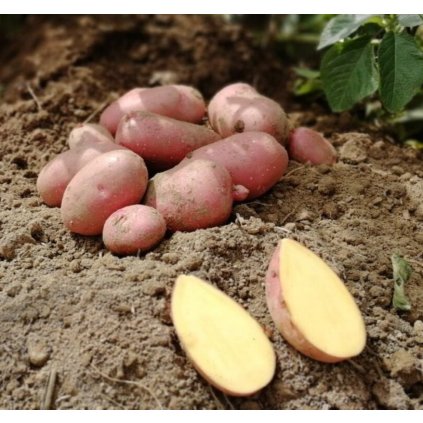 laura zemiaky plantex