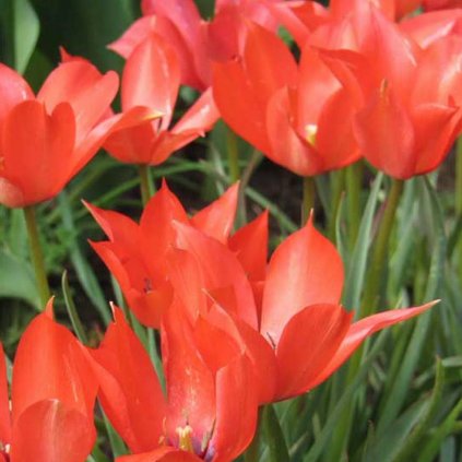 Cibuloviny Tulipan Red Hunter