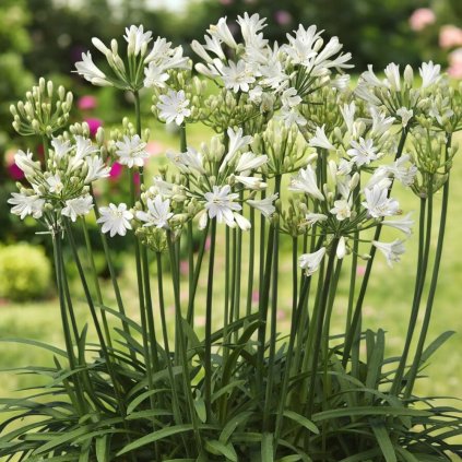 KALOKVET AFRICKÝ - WHITE (HĽUZA)