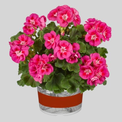 33607 muskat smart nina pink eye