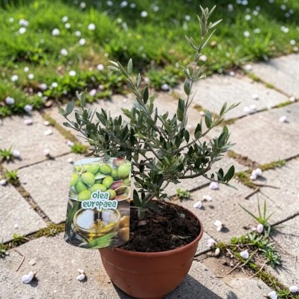 transparent Photoroom (21)