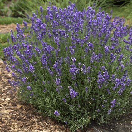 levandula úzkolista