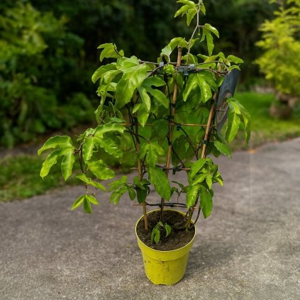 ChatGPT Image 12. 6 Photoroom (5)