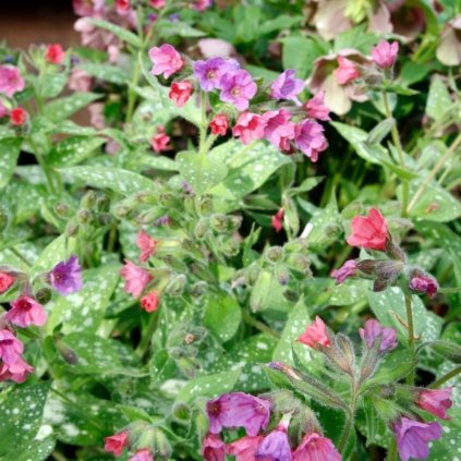 DM foto (21) Photoroom (2)