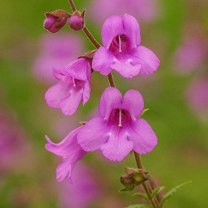 ChatGPT Image 17. 6. 2025, 14 35 20 (1)