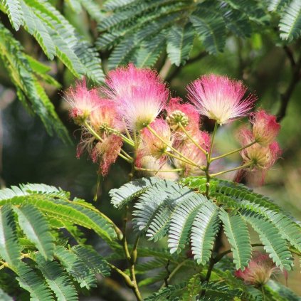 albizia julibrissin1