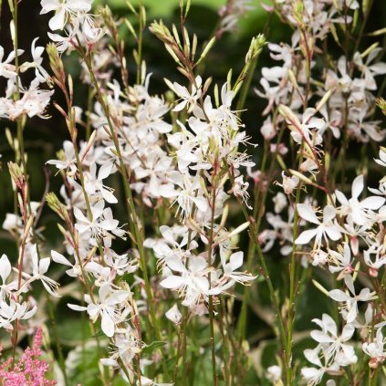 GAURA LINDHEIMEROVA - GAUDI WHITE