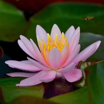 DM foto (39) Photoroom