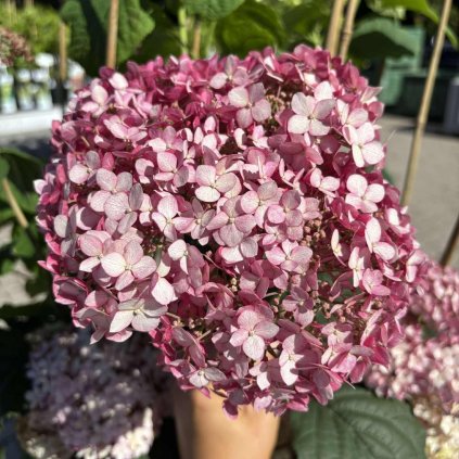 hydrangea resized 1000x1000
