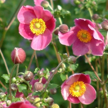 VETERNICA HYBRIDNÁ - FANTASY JASMINE