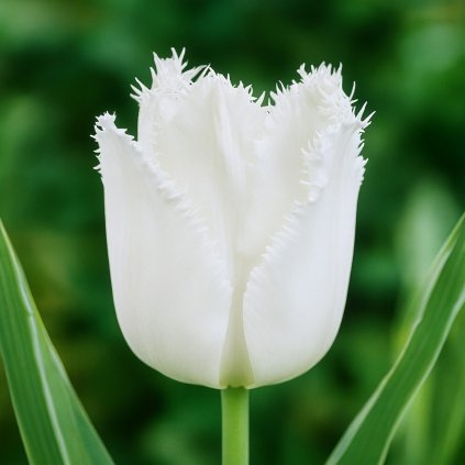 white Photoroom (6)
