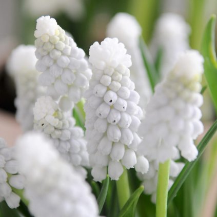Muscari