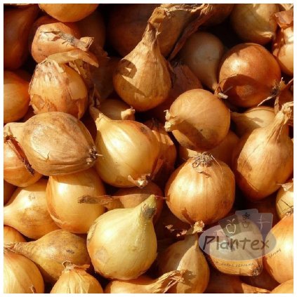 CIBUĽA SADBOVÁ OZIMNÁ - AUGUSTA (250 G)