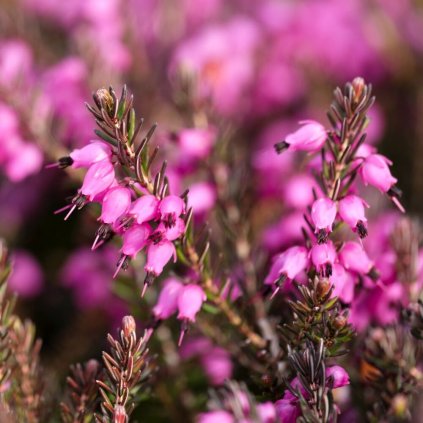 ERICA carnea 'December Red'
