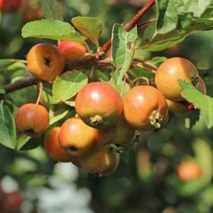 malus evereste
