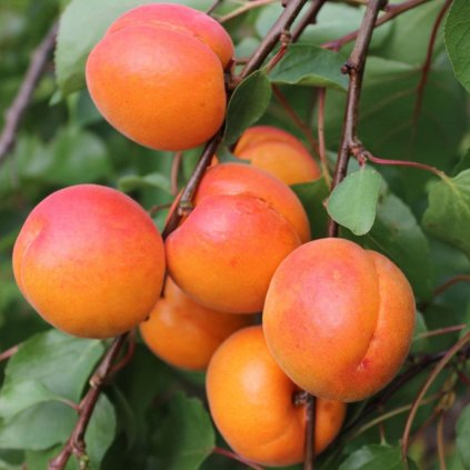 Marhula Spring Blush