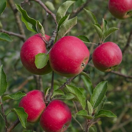 red elstar