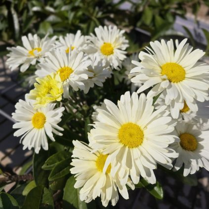 Shasta daisies