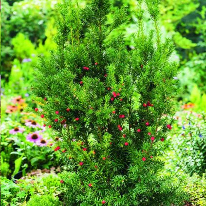 Taxus media 'Hicksii'