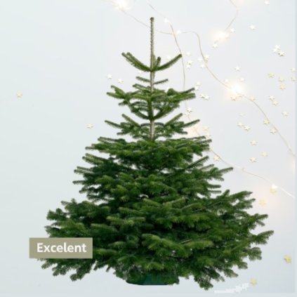 JEDĽA NORDMANNOVA 200 - 225 cm (EXCELENT)