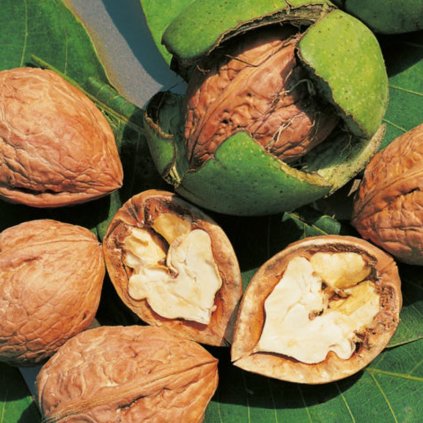 Orech kralovsky Lara