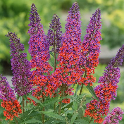 a97b4084 3e09 40b2 aaae 7eb37f46ac45