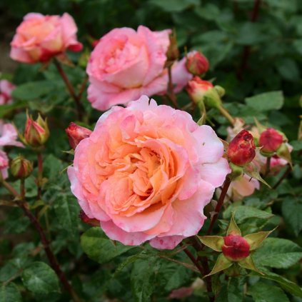 AUGUSTA LUISE Photoroom